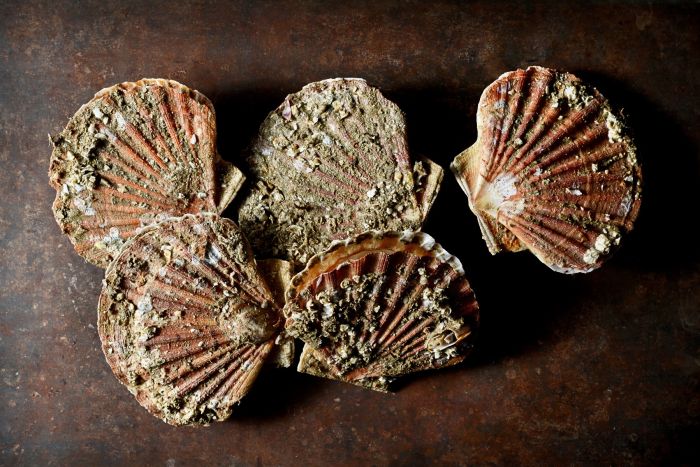 RECETTES DE CHEF : LA SAINT-JACQUES