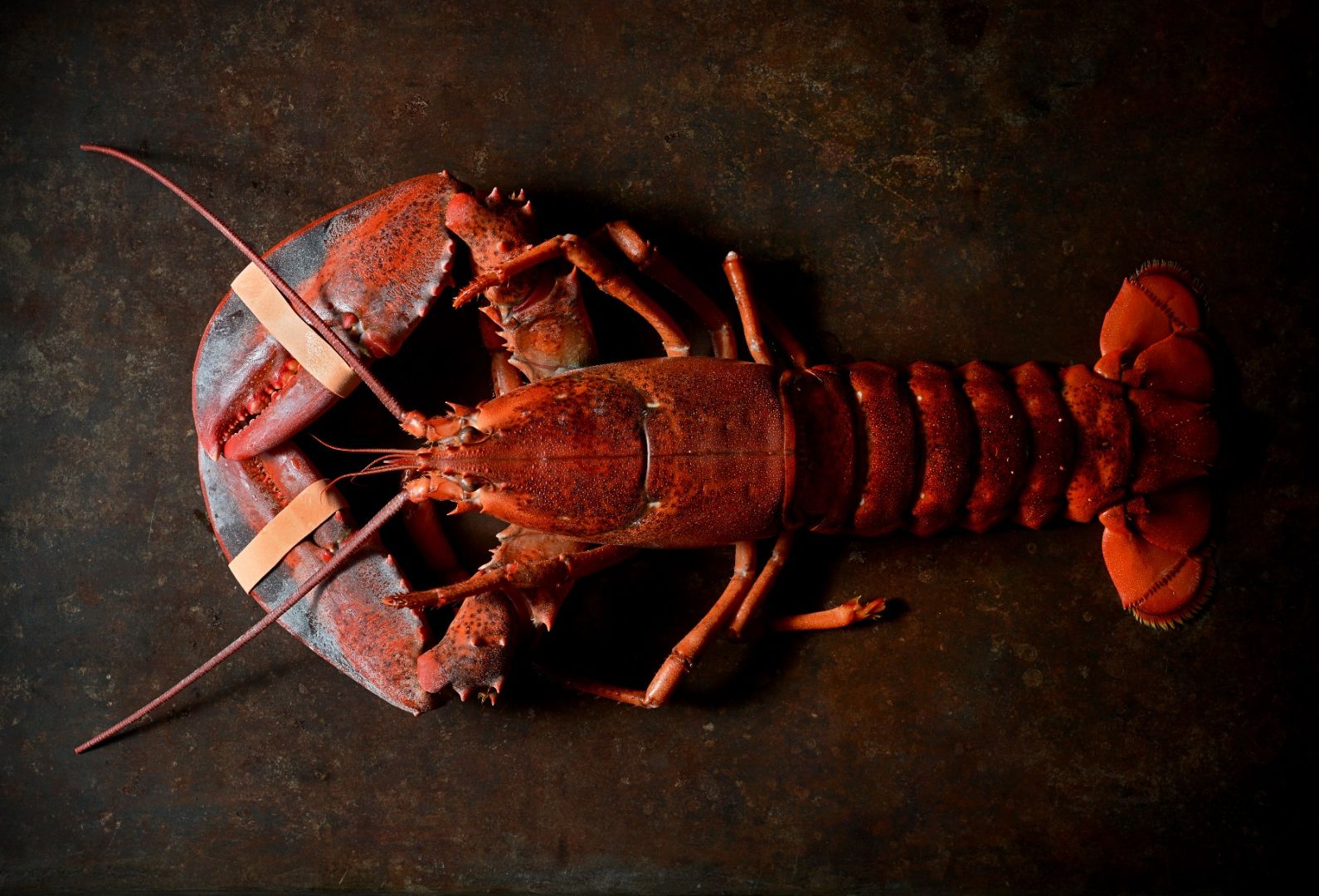 LE HOMARD Cours Cuisine Paul Bocuse